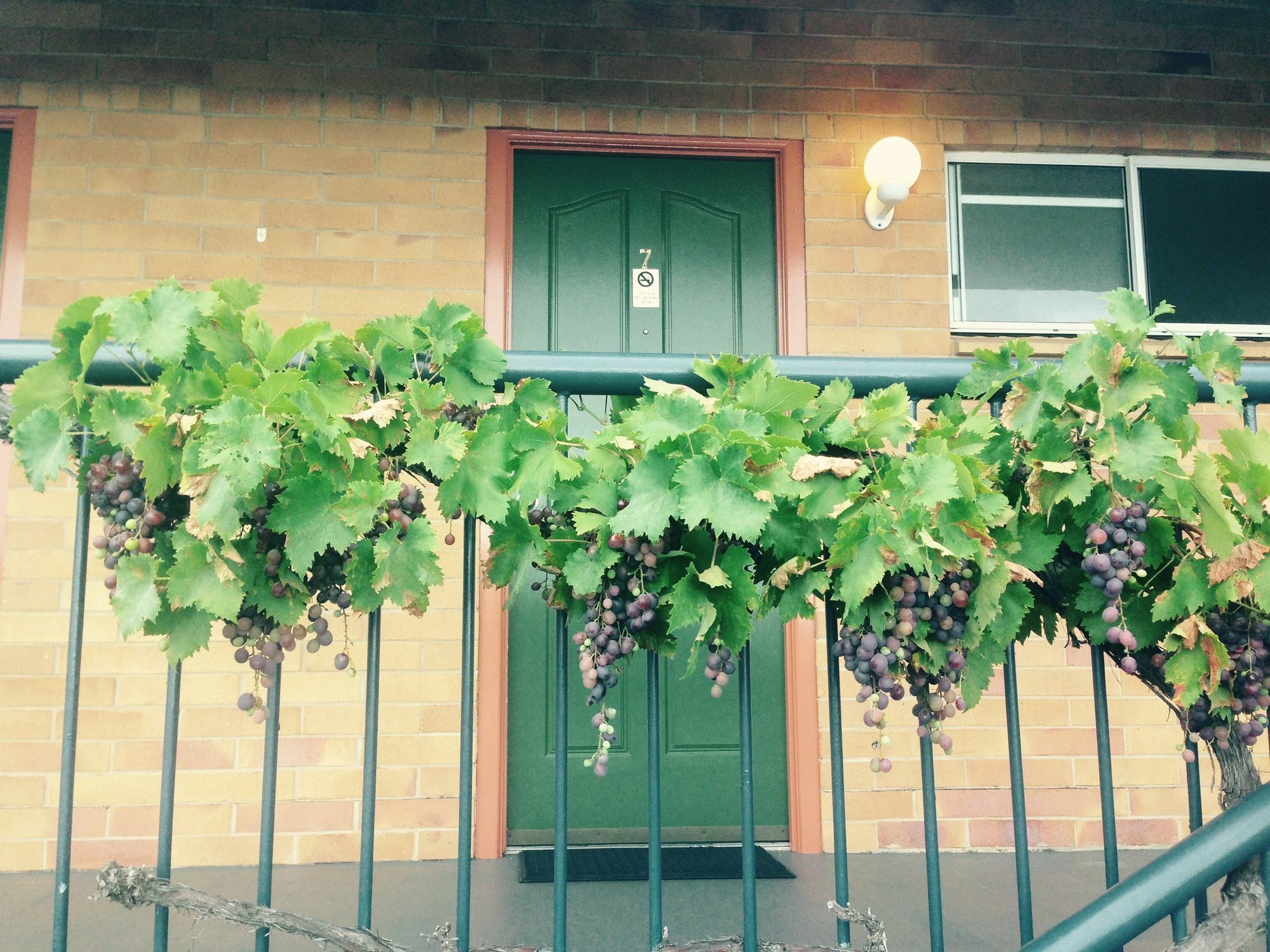 The Vines Motel & Cottages Stanthorpe Eksteriør bilde